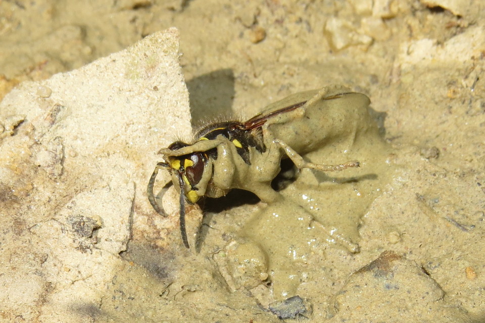 Dolichovespula media - szögletesfejű darázs