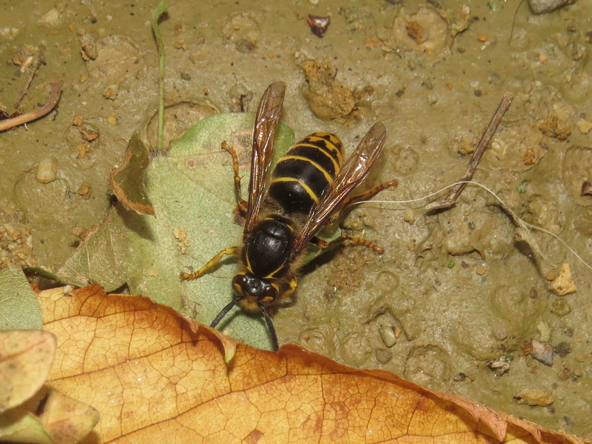 Dolichovespula media - szögletesfejű darázs