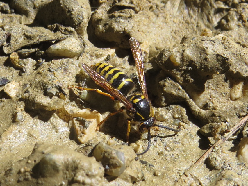 Dolichovespula media - szögletesfejű darázs