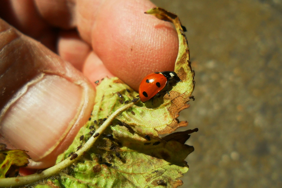 Dinocampus coccinellae - katica-gyilkosfürkész