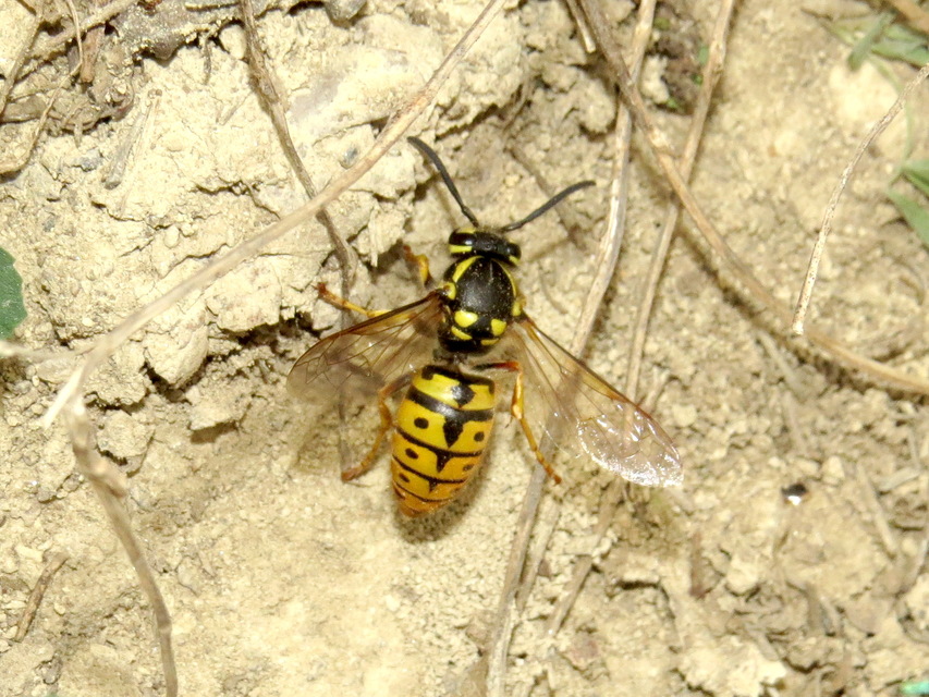 Vespula germanica - német darázs