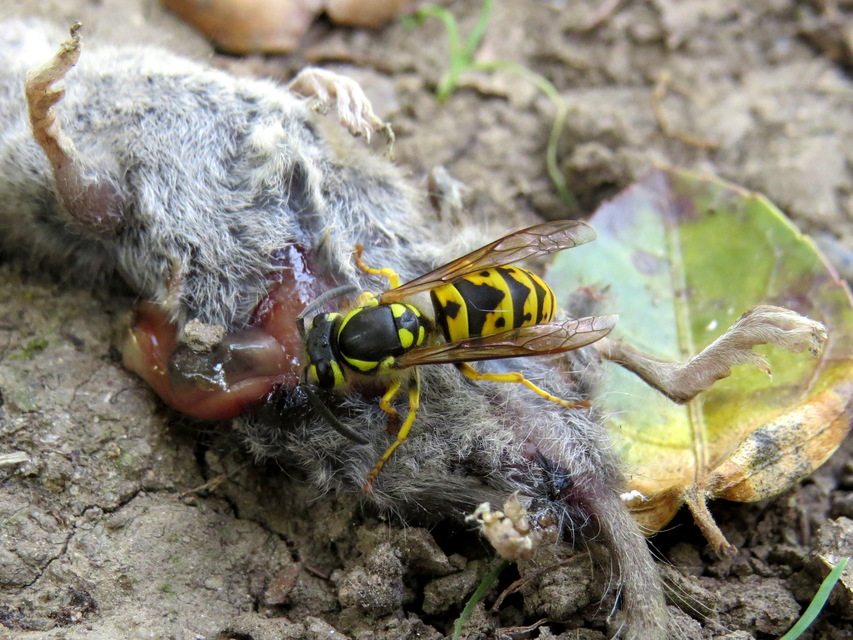 Vespula germanica - német darázs