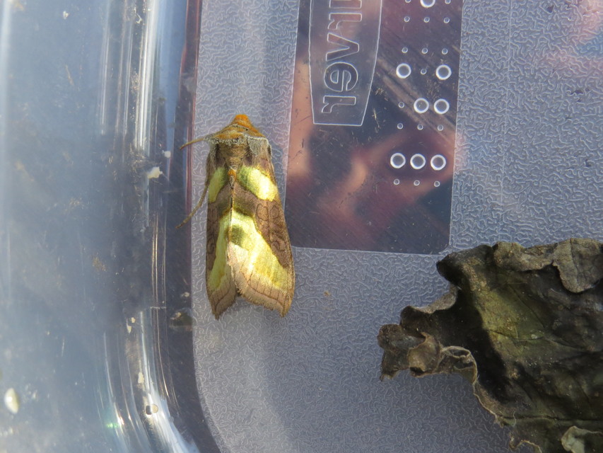 Diachrysia chrysitis - aranybagoly