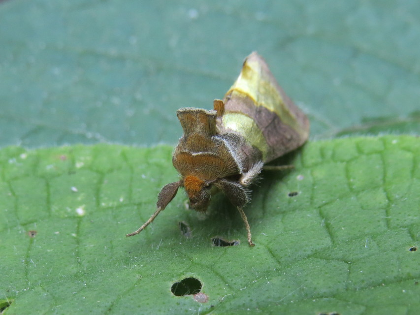Diachrysia chrysitis - aranybagoly