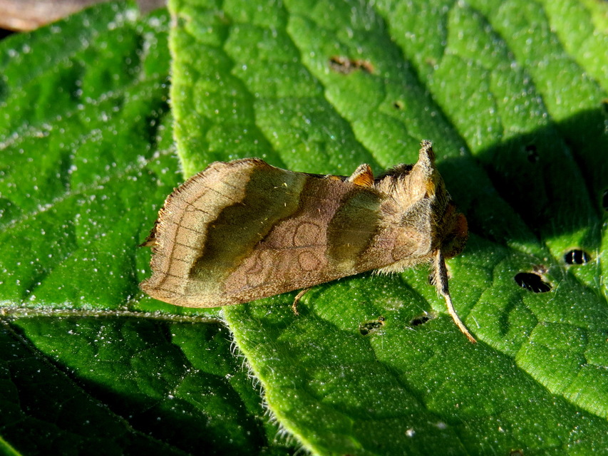 Diachrysia chrysitis - aranybagoly