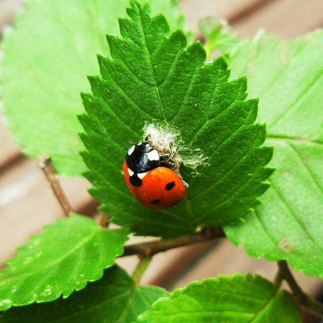 Dinocampus coccinellae - katica-gyilkosfürkész