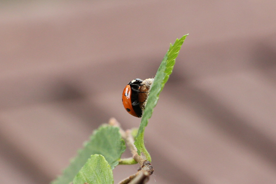 Dinocampus coccinellae - katica-gyilkosfürkész