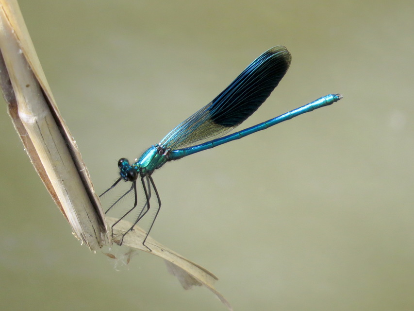 Calopteryx splendens - sávos szitakötő