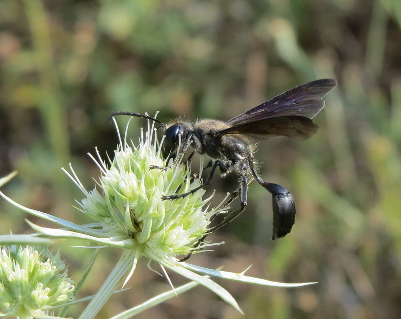 Isodontia mexicana - mexikói fűdarázs