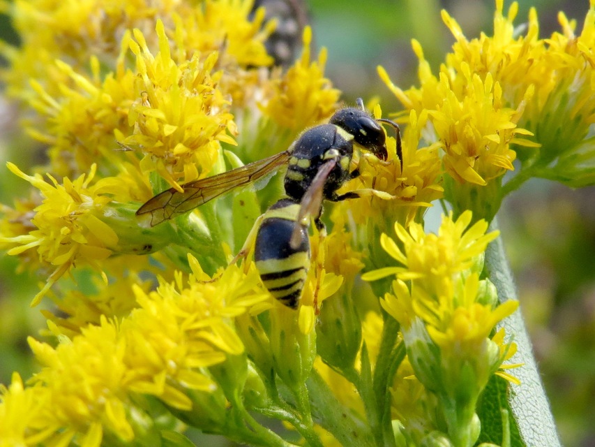Ancistrocerus