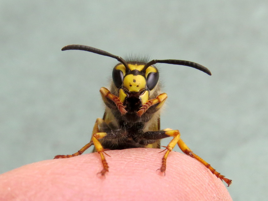 Vespula germanica - német darázs