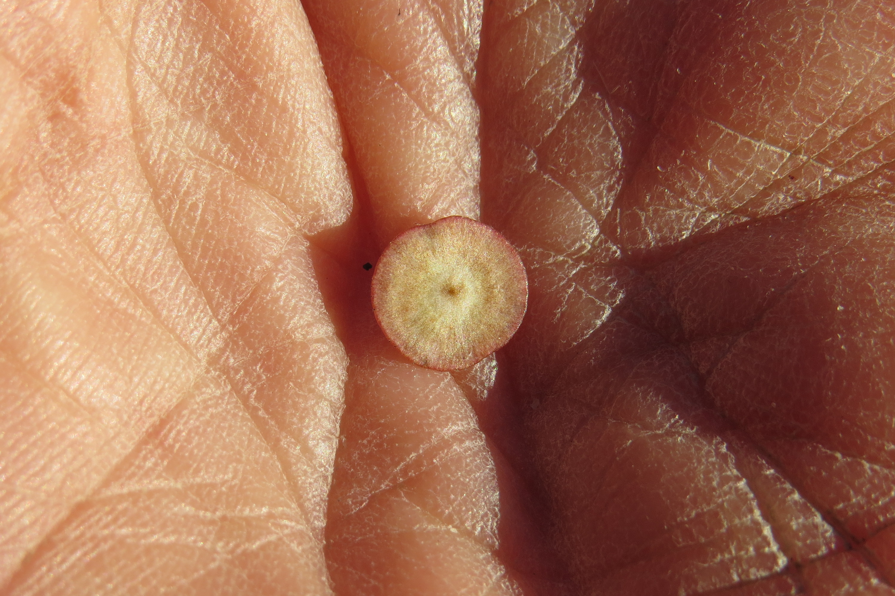 Neuroterus albipes - lencsegubacsdarázs
