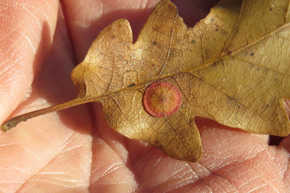 Neuroterus albipes - lencsegubacsdarázs
