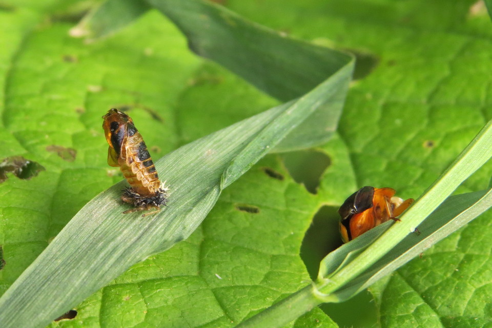 Harmonia axyridis - harlekinkatica