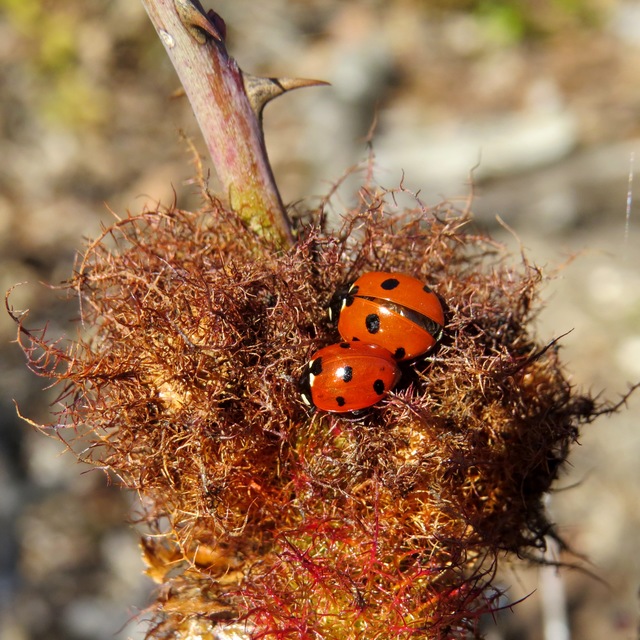 Coccinella septempunctata - hétpettyes katica