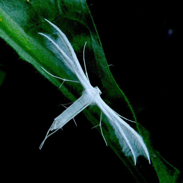 Pterophorus pentadactyla - fehér tollasmoly