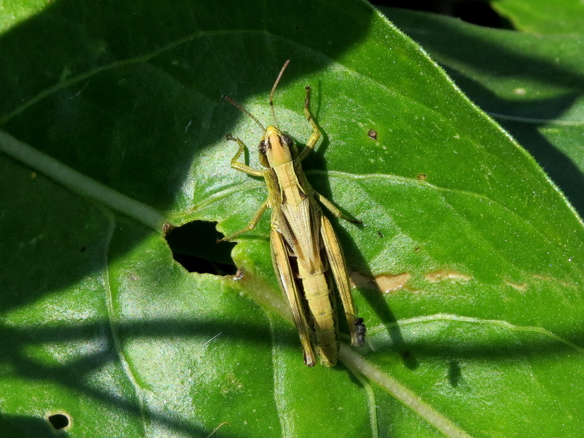 Pseudochorthippus parallelus - közönséges rétisáska