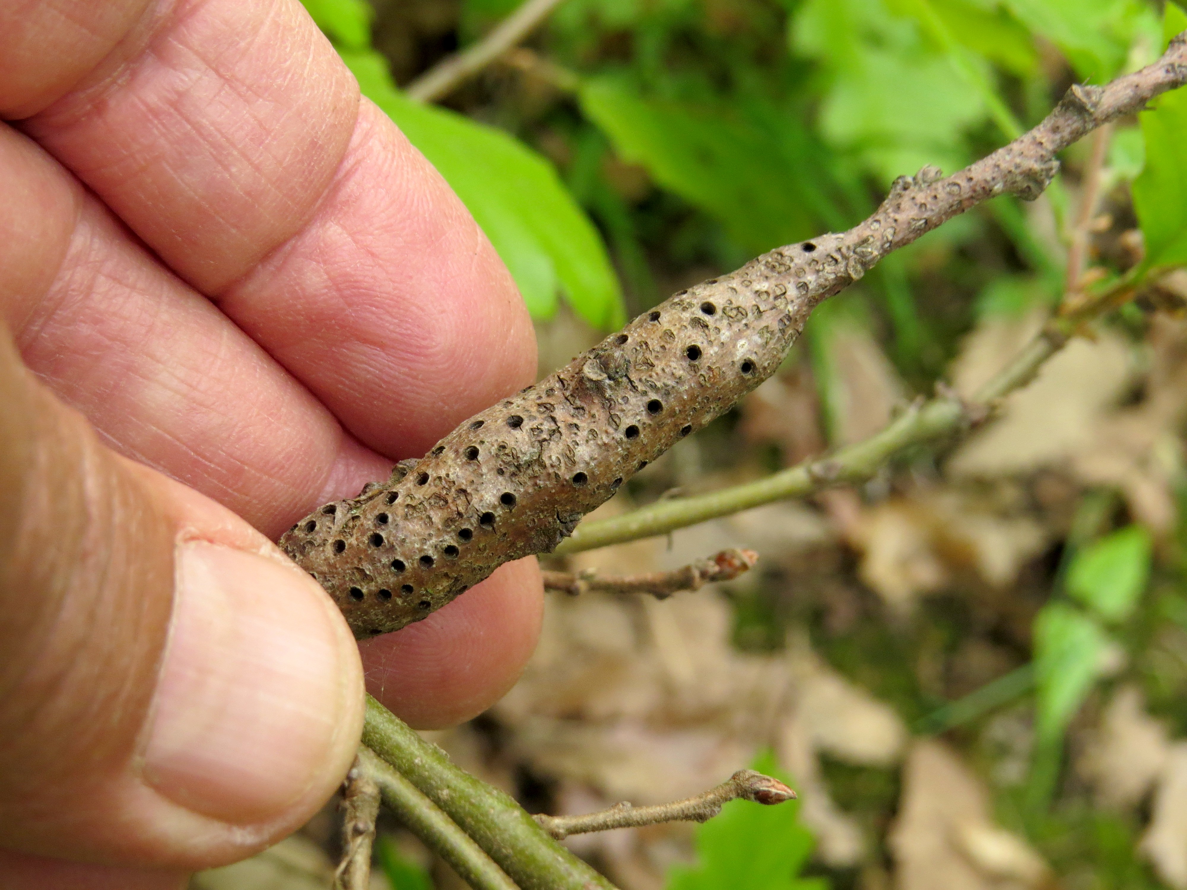 Pseudoneuroterus macropterus