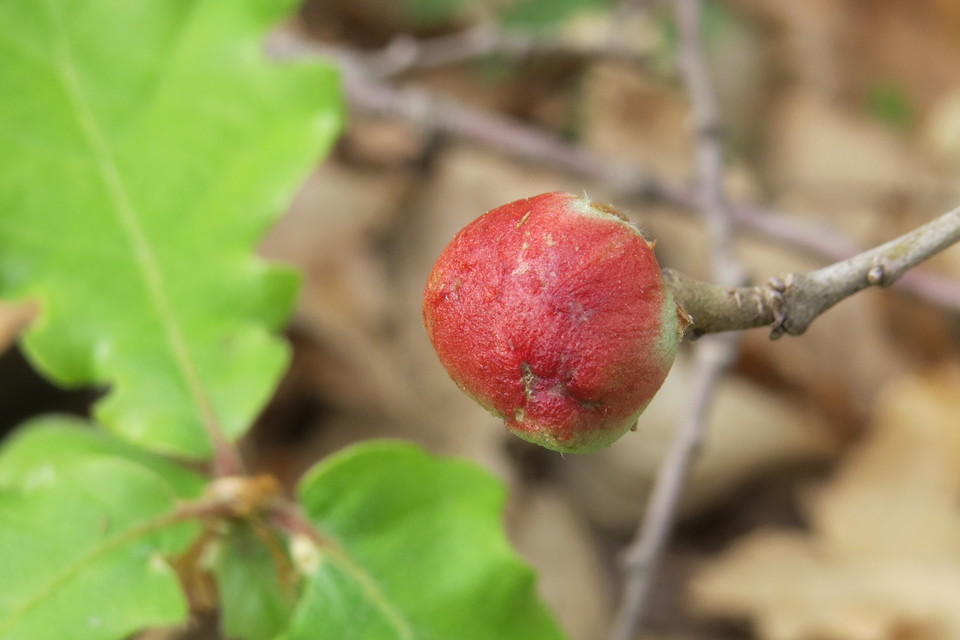 Biorhiza pallida - gyökérgubacsdarázs