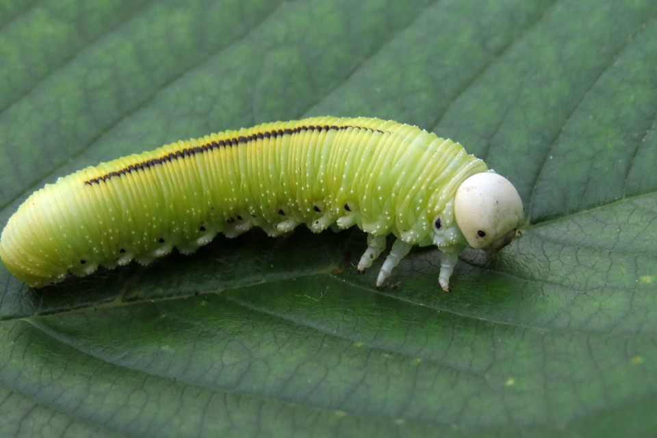 Cimbex femoratus - fekete buzogányos levéldarázs