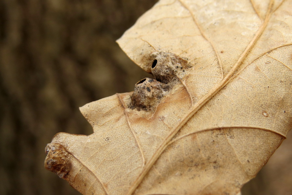 Dryomyia circinans