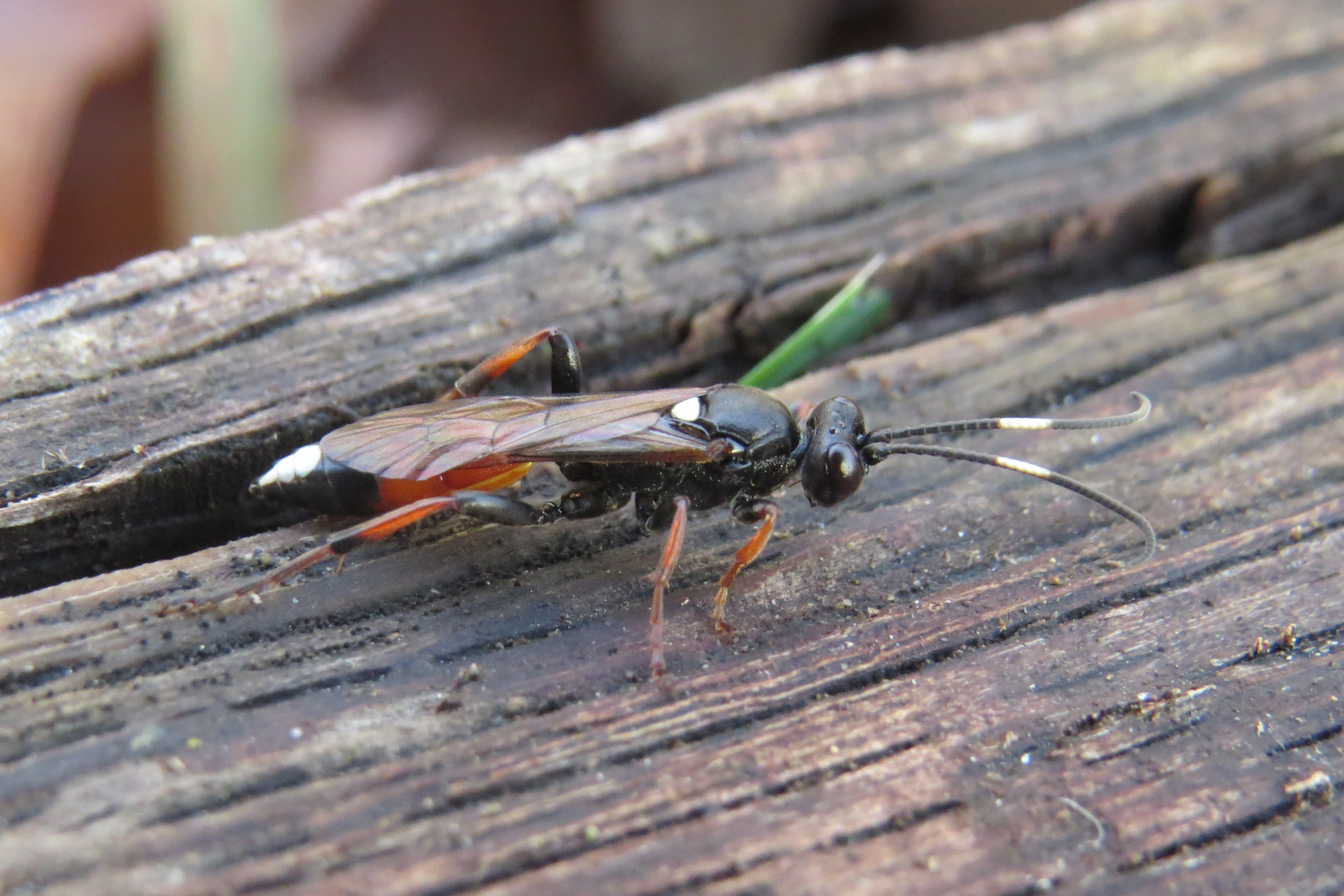 Ichneumon