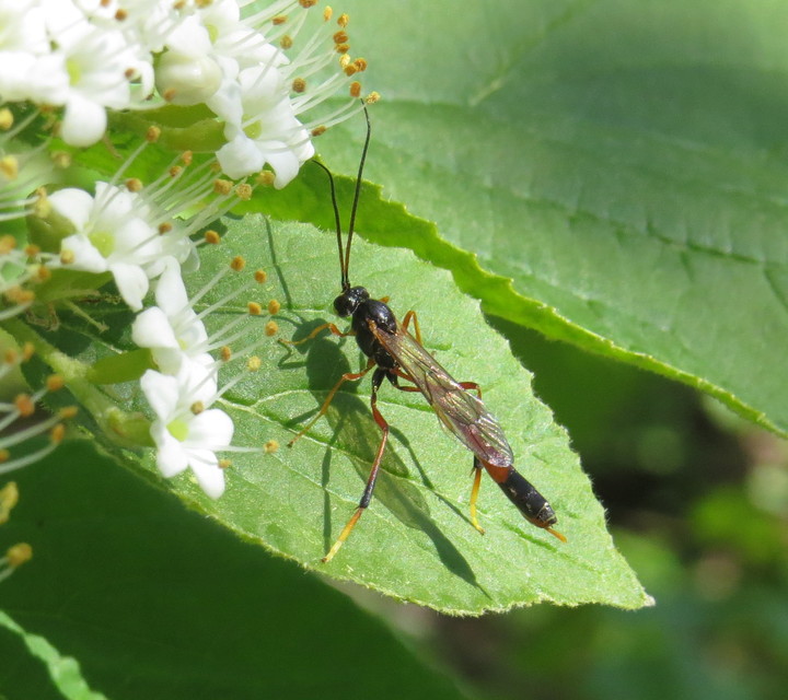 Anomaloninae