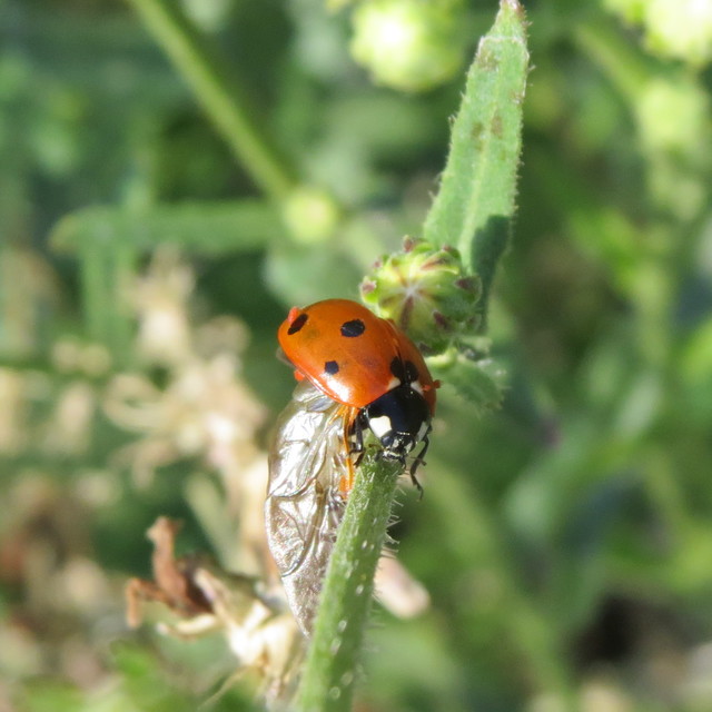 Coccinella septempunctata - hétpettyes katica
