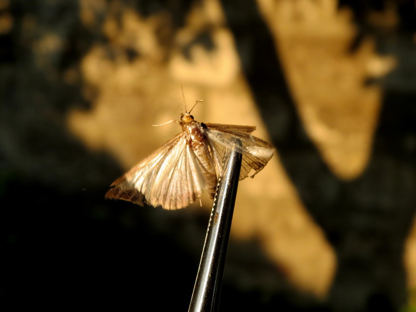 Araneus diadematus - koronás keresztespók