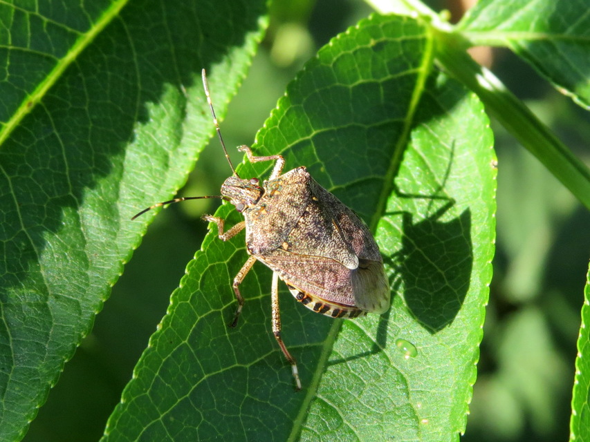 halyomorpha halys - Halyomorpha halys