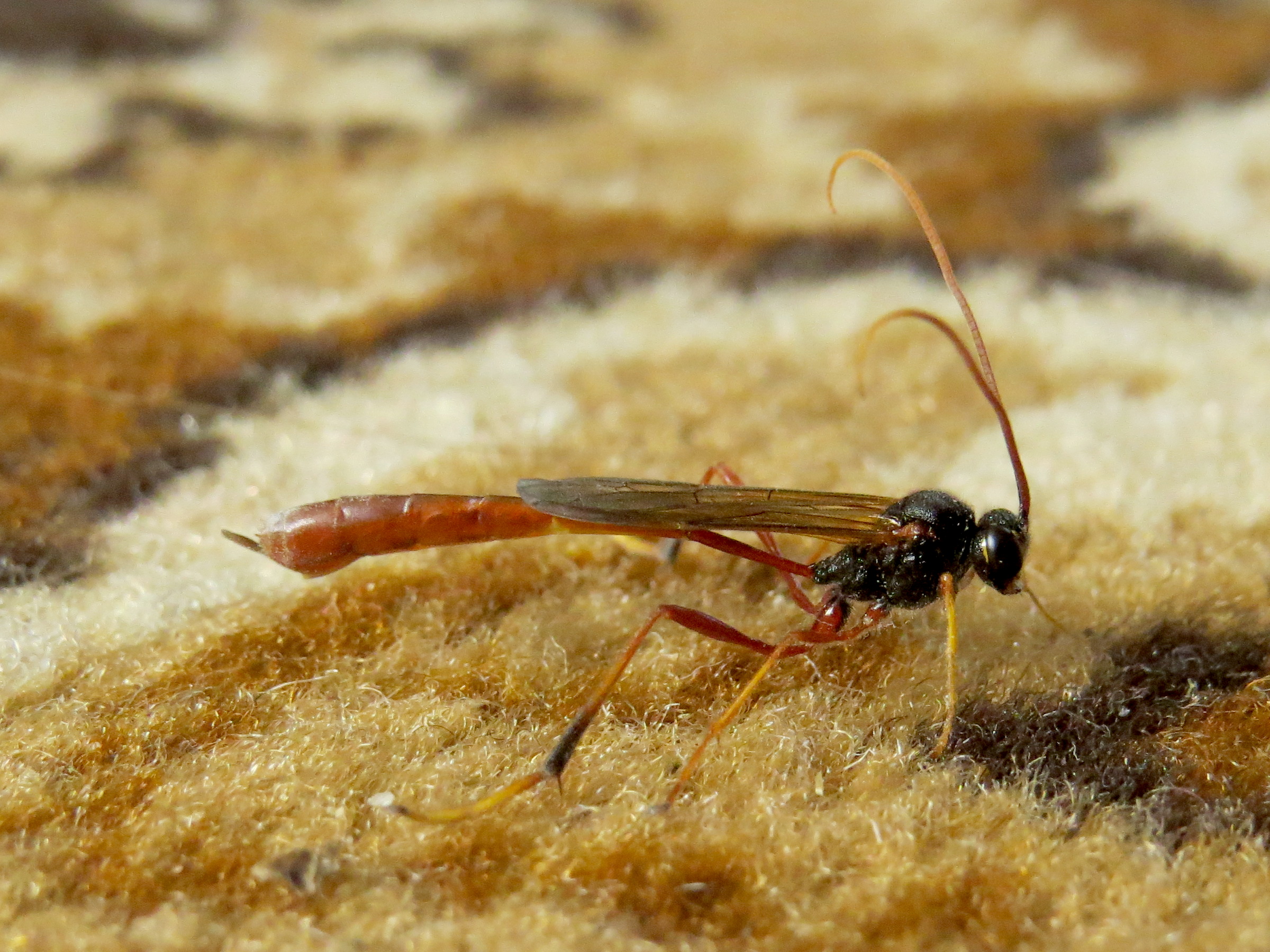 Heteropelma amictum