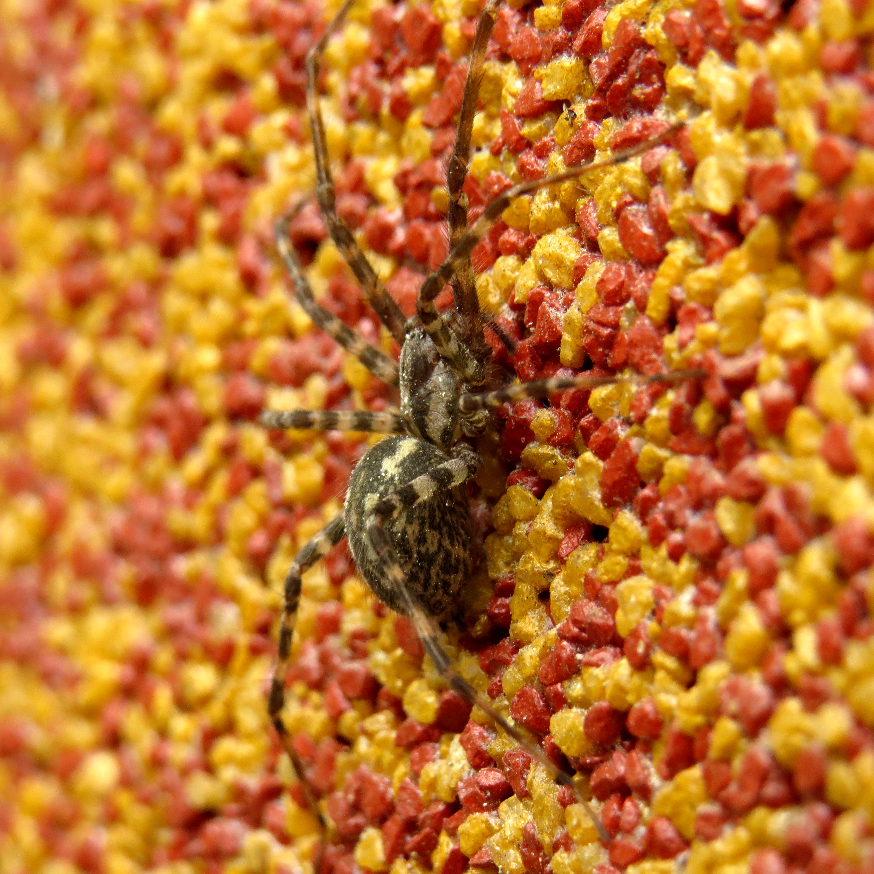 Tegenaria hasperi - ezüstös zugpók