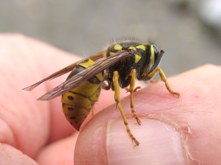 Vespula germanica - német darázs