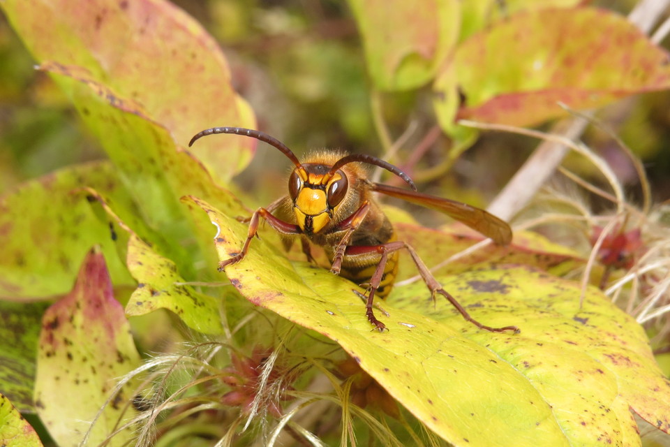 Vespa crabro - lódarázs