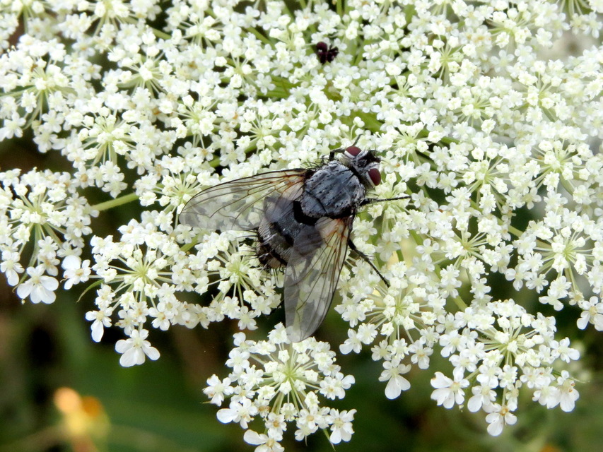 Tachinidae - fürkészlegyek