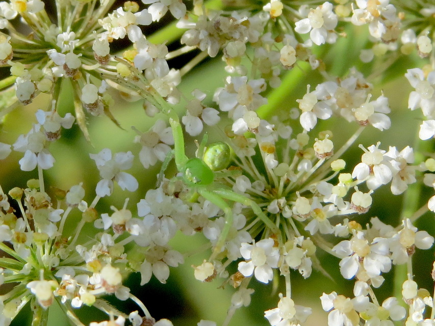 Ebrechtella tricuspidata - alakoskodó karolópók