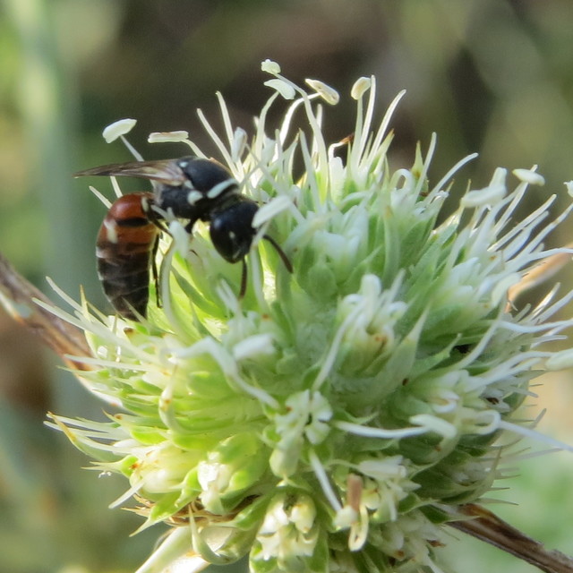 Hylaeus