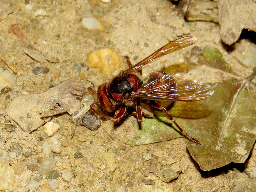 Vespa crabro - lódarázs