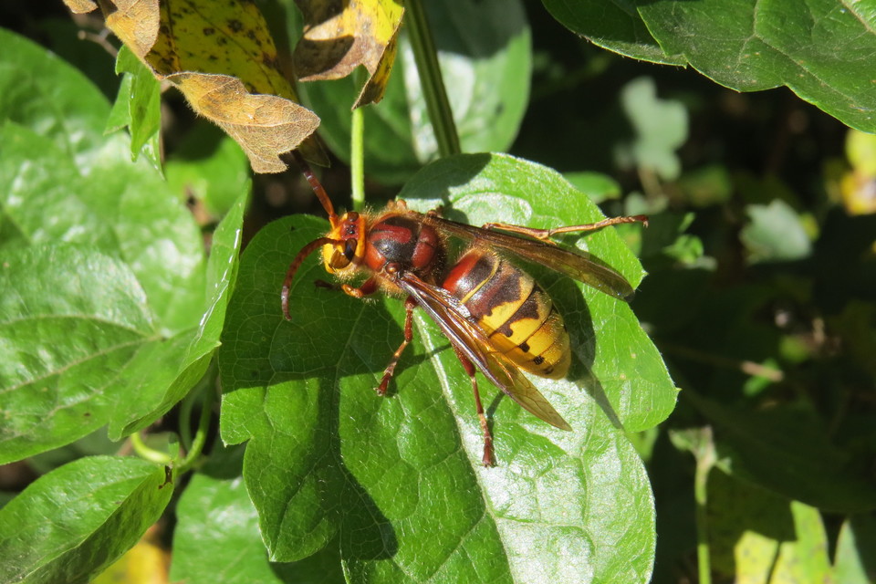 Vespa crabro - lódarázs