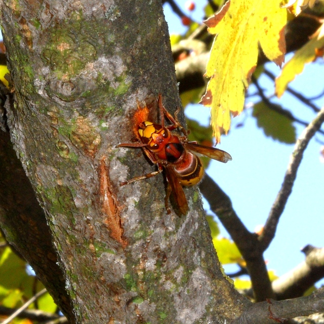 Vespa crabro - lódarázs