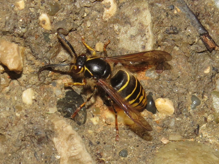 Dolichovespula media - szögletesfejű darázs