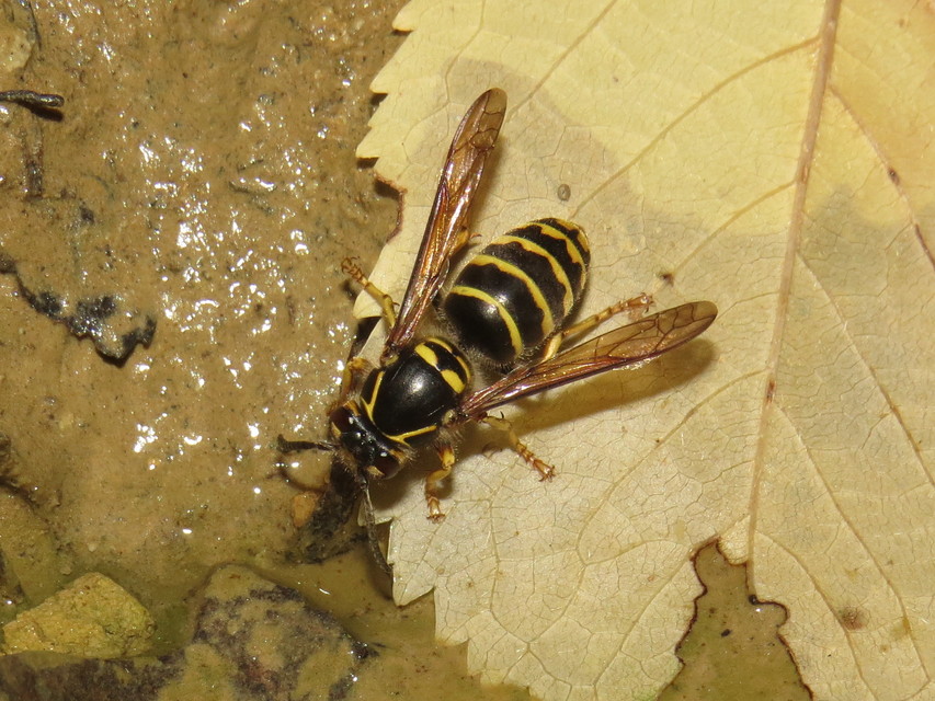 Dolichovespula media - szögletesfejű darázs