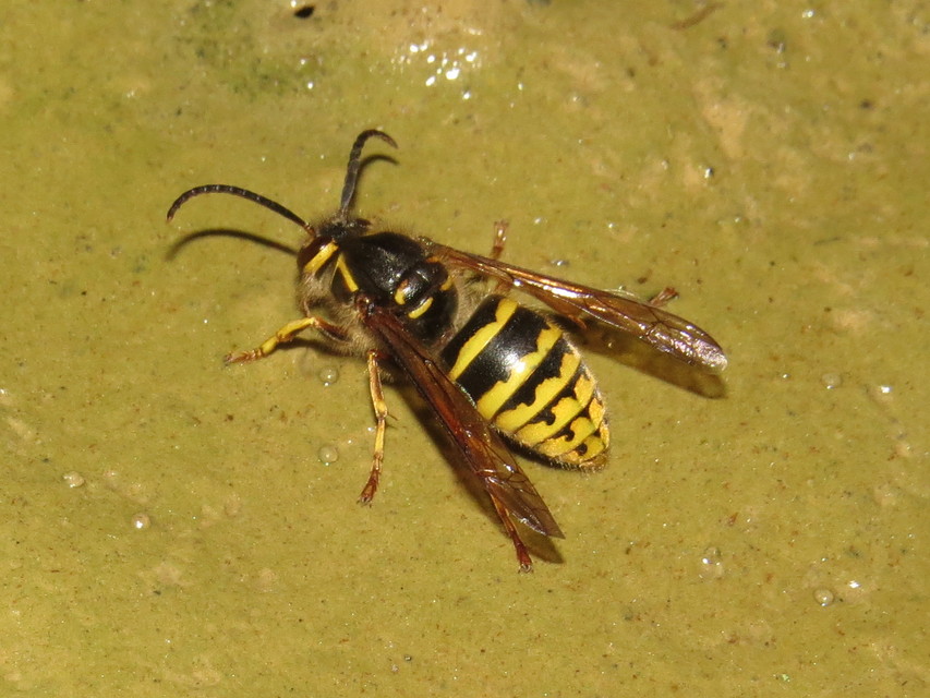 Dolichovespula media - szögletesfejű darázs