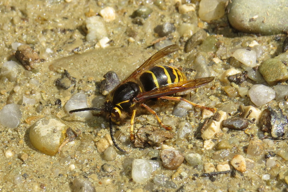 Dolichovespula media - szögletesfejű darázs