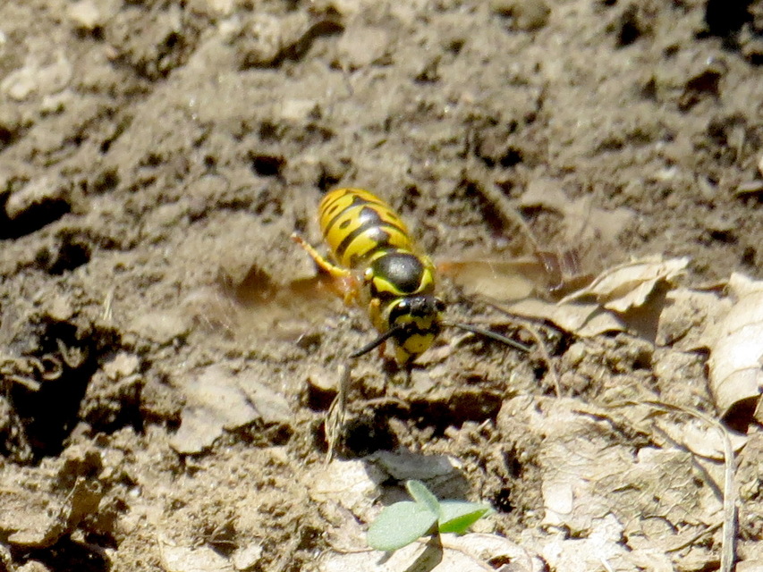 Vespula germanica - német darázs