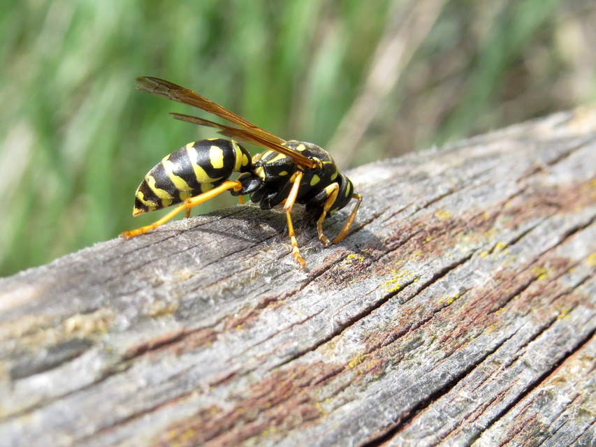 Polistes dominulus - déli papírdarázs