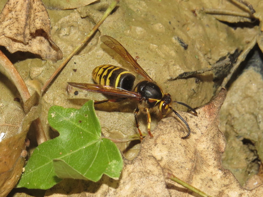 Dolichovespula media - szögletesfejű darázs