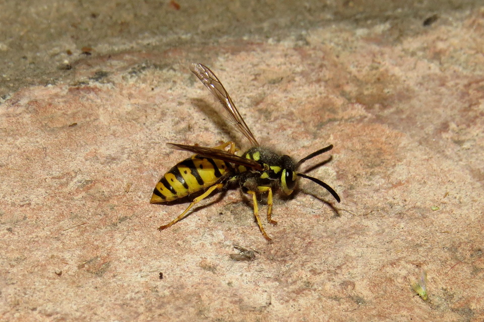 Vespula germanica - német darázs