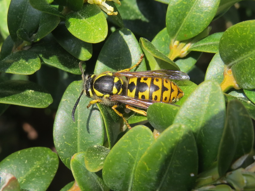 Vespula germanica - német darázs