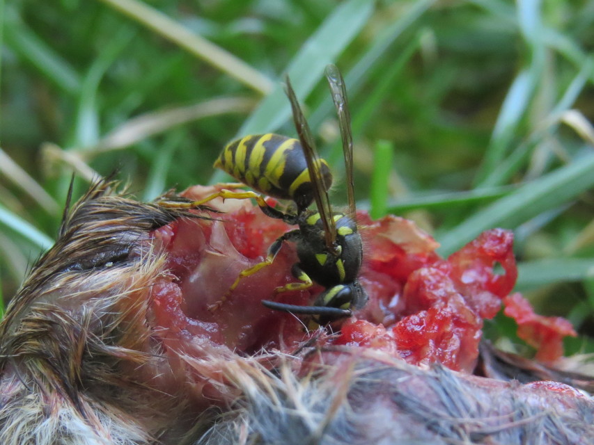 Vespula vulgaris - kecskedarázs